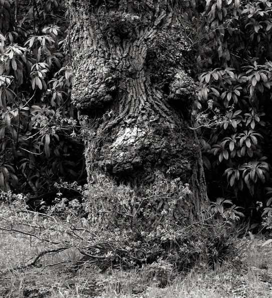 Bois des Moutiers (73) Mai 2012